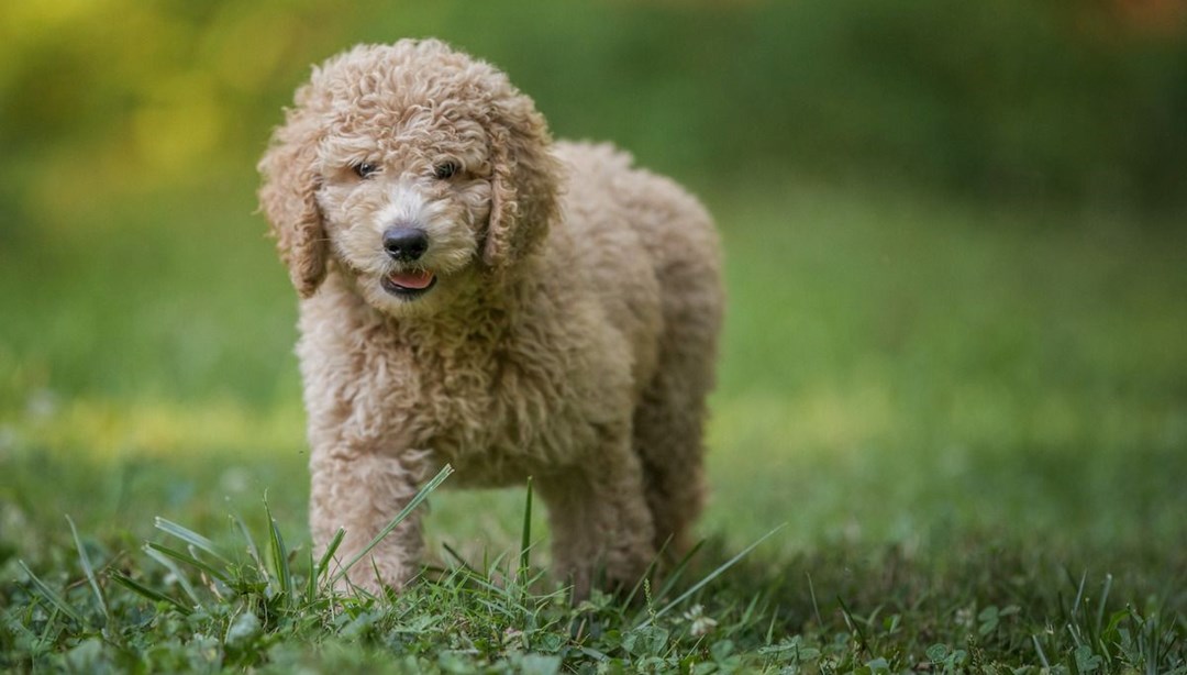 Köpek sahiplenirken dikkat, sağlık sorunları ortaya çıkıyor