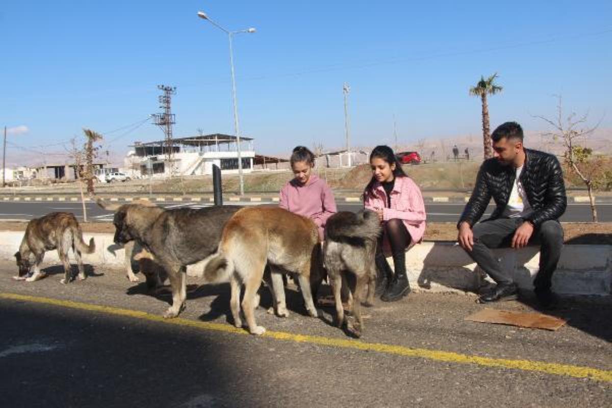 Okul servisi sürücüsü, 13 yıldır sokak sokak gezip kedi ve köpek besliyor