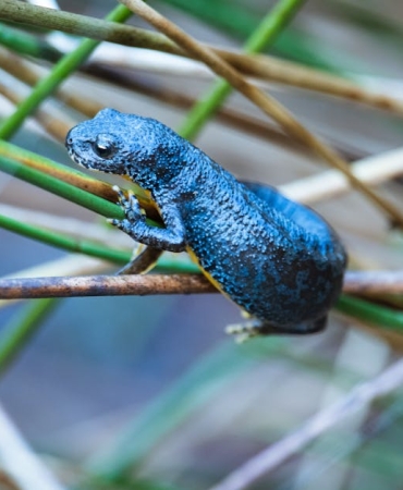 Hatay8217da-Nesli-Tehlike-Altindaki-Benekli-Semender-Heyecani-featured