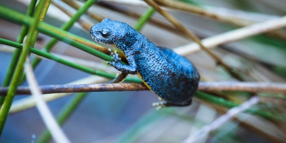 Hatay’da Nesli Tehlike Altındaki Benekli Semender Heyecanı