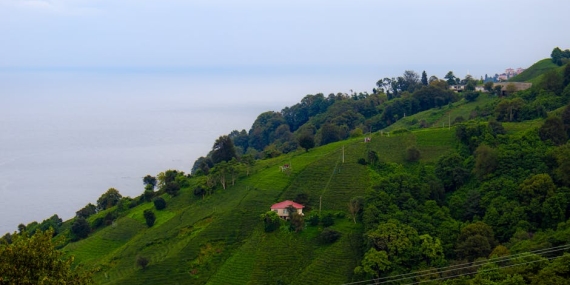 Karadeniz’de Denizanası Tehdidi: İklim Değişikliğinin Yeni Göstergesi