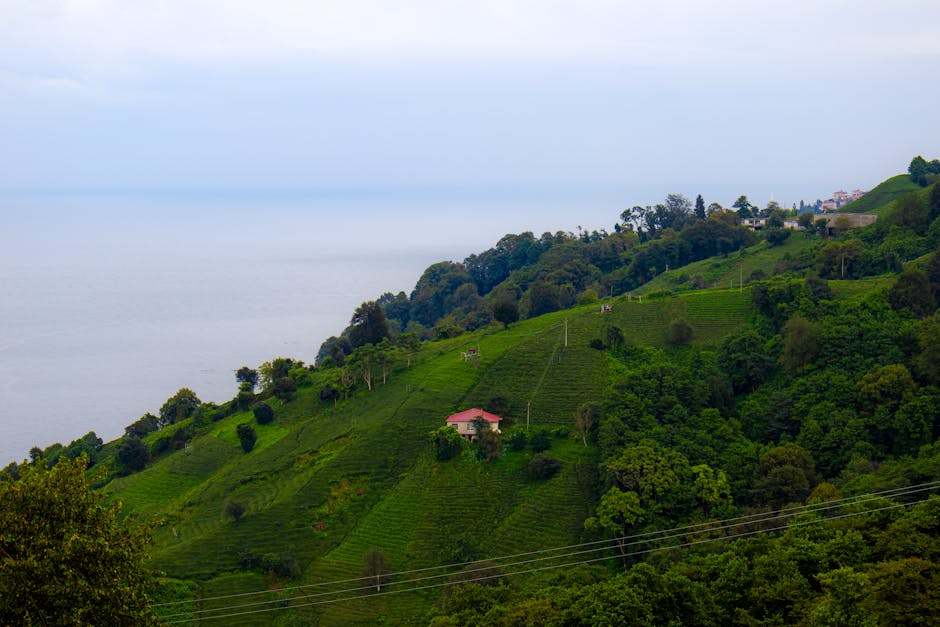 Karadeniz8217de-Denizanasi-Tehdidi-Iklim-Degisikliginin-Yeni-Gostergesi-featured
